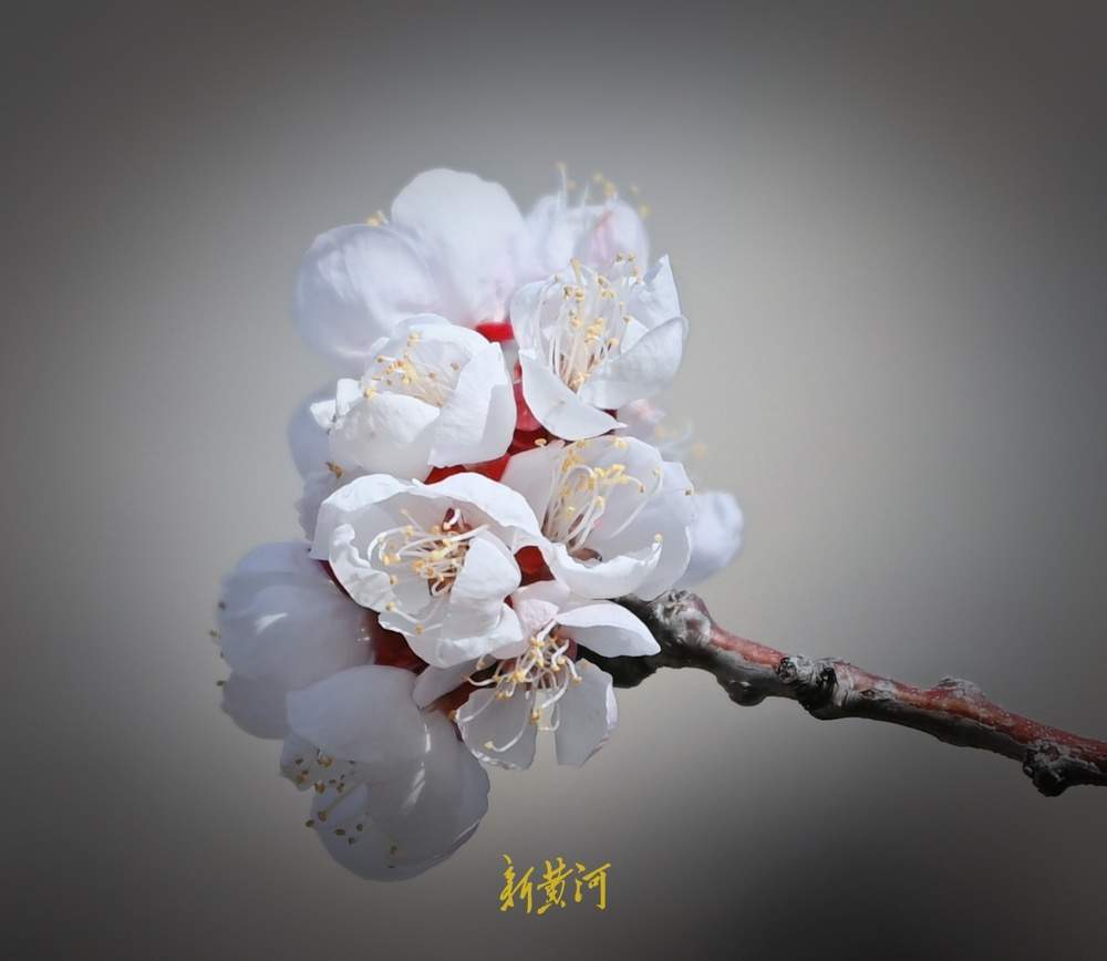 趵突泉万竹园杏花开 娇艳芬芳“醉”游人