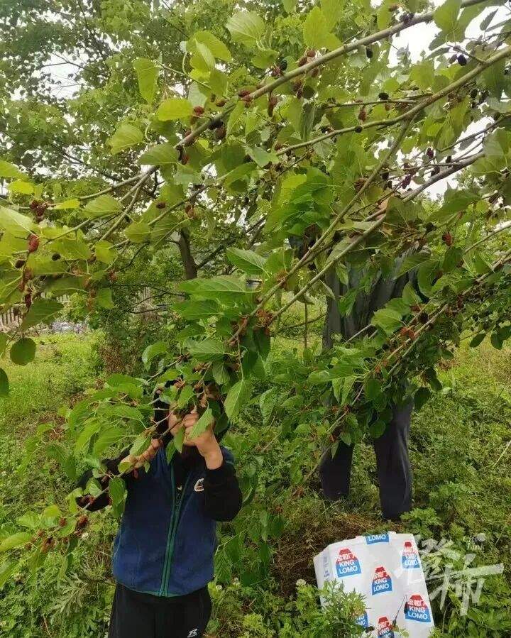 儿子说想做蚕丝被，妈妈网购1万粒蚕卵，耗时64天手搓两床蚕丝被