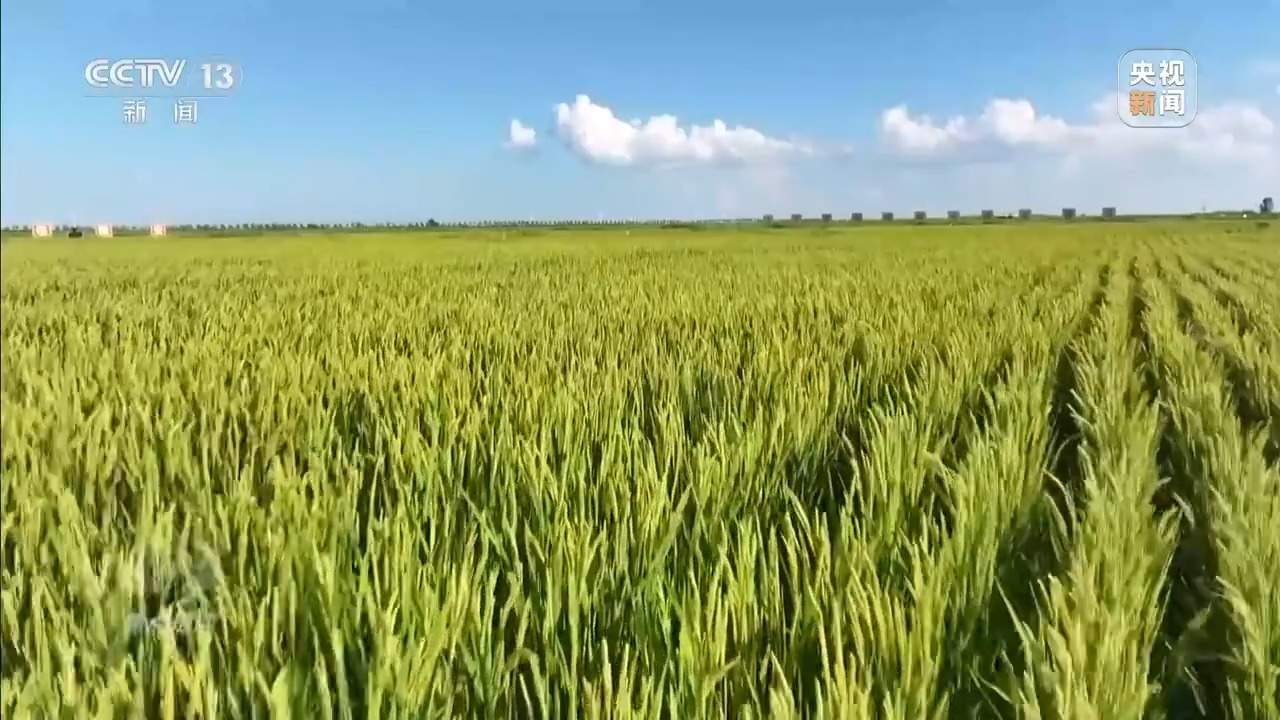 从抗旱到抢收 解读粮食增产背后的“密码”