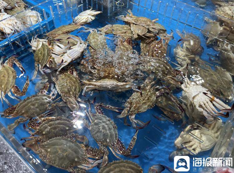 中秋市场提前探！梭子蟹仍占“C位” 北方大闸蟹9月上旬大量上市