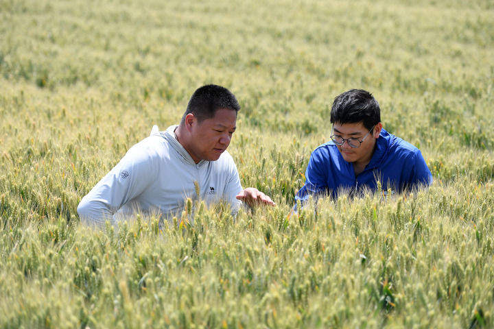 沉甸甸的收获——2025年夏季粮油收获一线观察