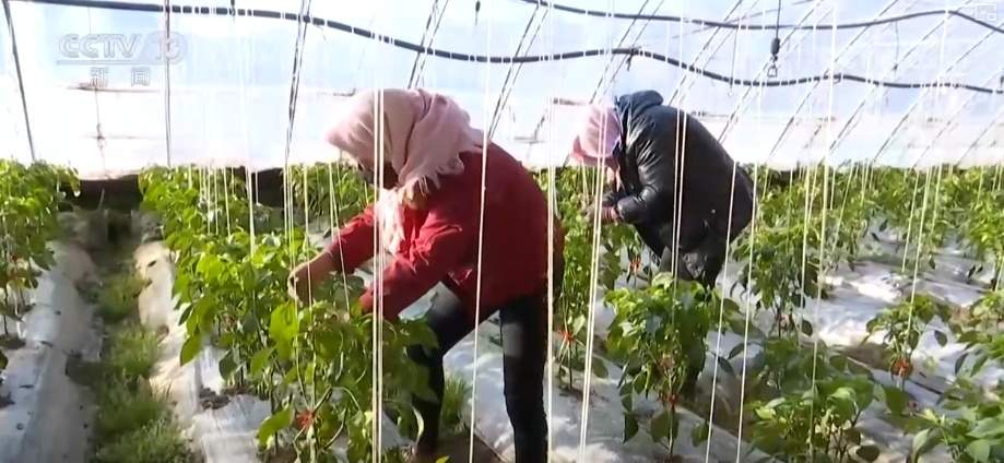 百姓“菜篮子”价优物丰四季安然 多举措有效保障春节供应