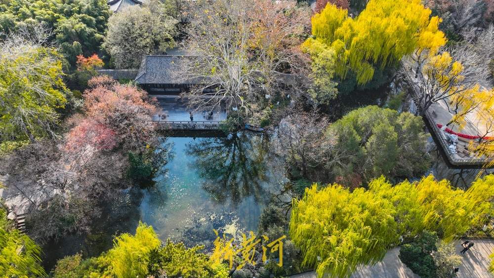 济南趵突泉开启冬日黄金季，泉畔金色垂柳暖意浓