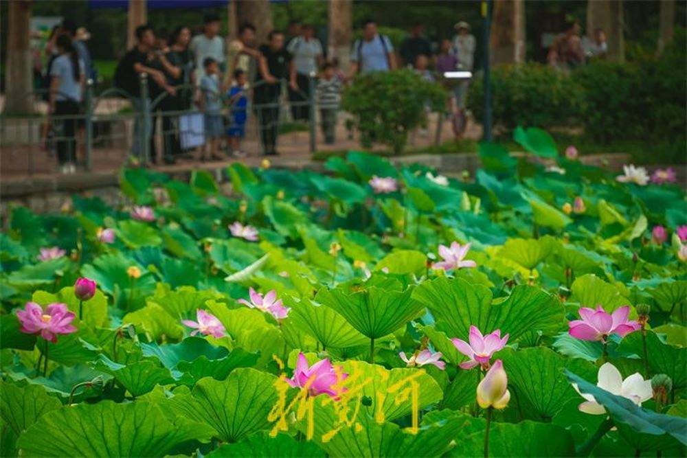泉城荷花盛开夏意浓