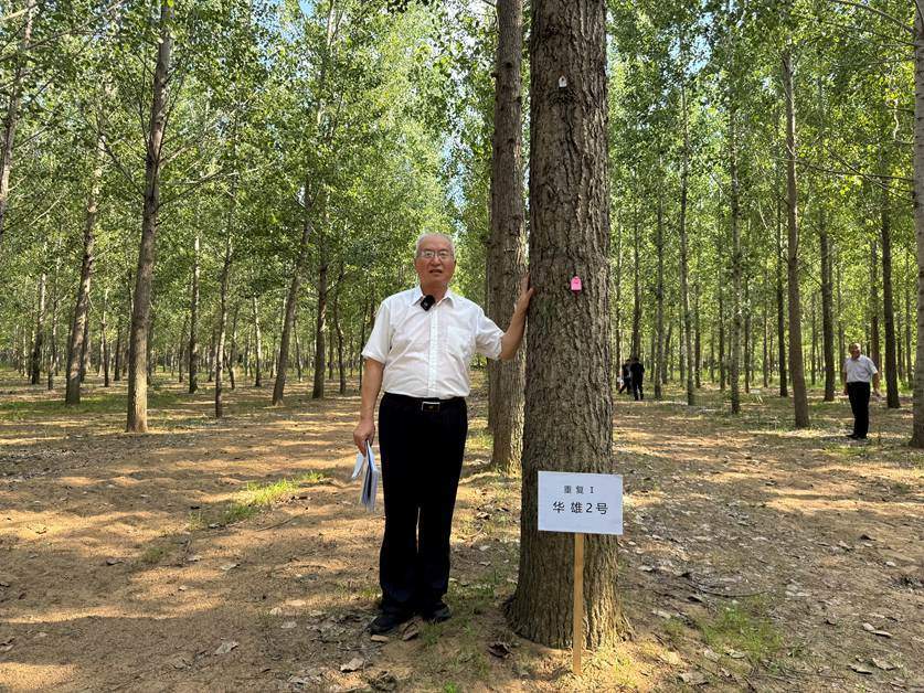 11年，为了一棵不飘絮的树