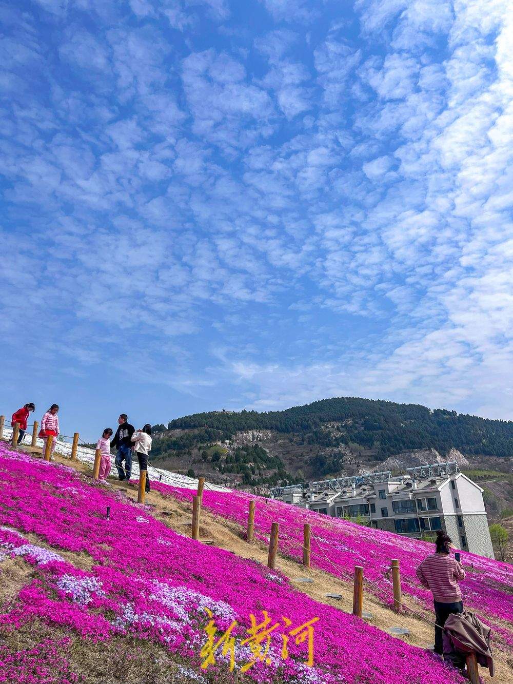 “泉”在济南过五一｜济南牧牛山公园福禄考花盛开