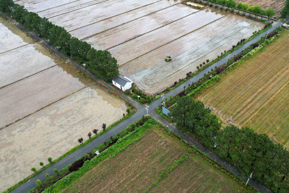 初夏时节插秧忙