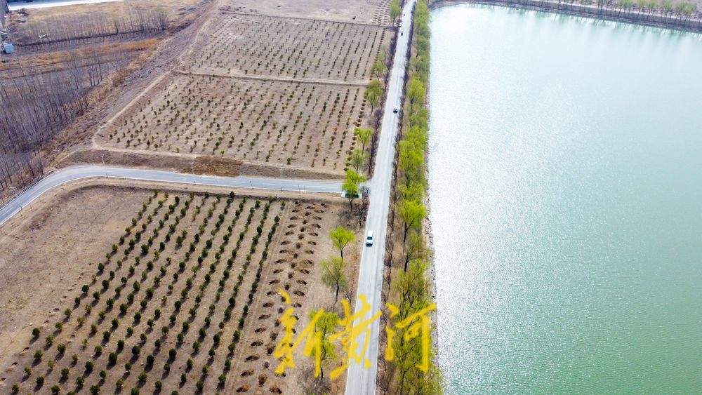 生态廊道春意浓！黄河沉砂池畔一半翠绿一半黄