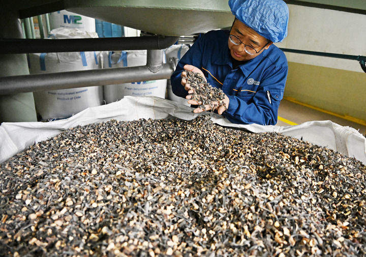 中国经济样本观察·企业样本篇｜一棵海藻的产业进阶之路