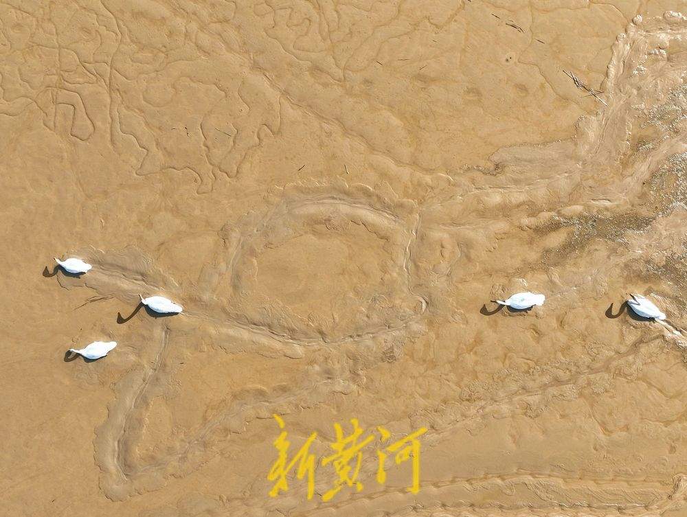 泉城“天鹅湖” 21只越冬大天鹅飞抵济南黄河北岸