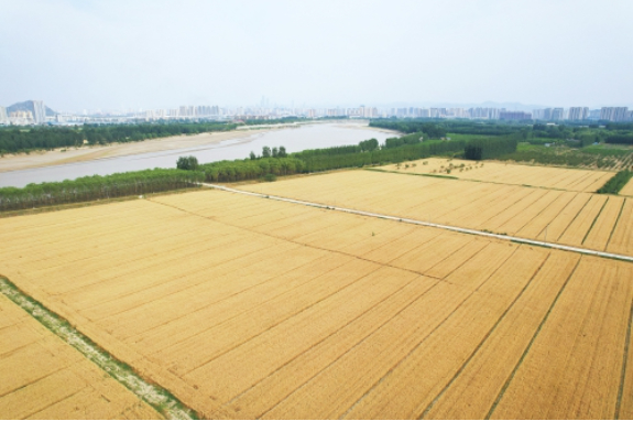 黄河好风景 金浪映年丰