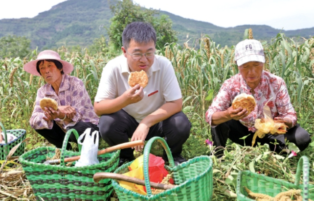 西山村：机器响、产业兴、游客来农文旅融合铺就致富路
