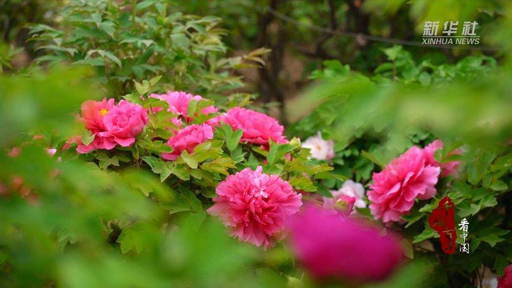 千城百县看中国·赏花季｜山东巨野：牡丹盛开 工笔凝芳