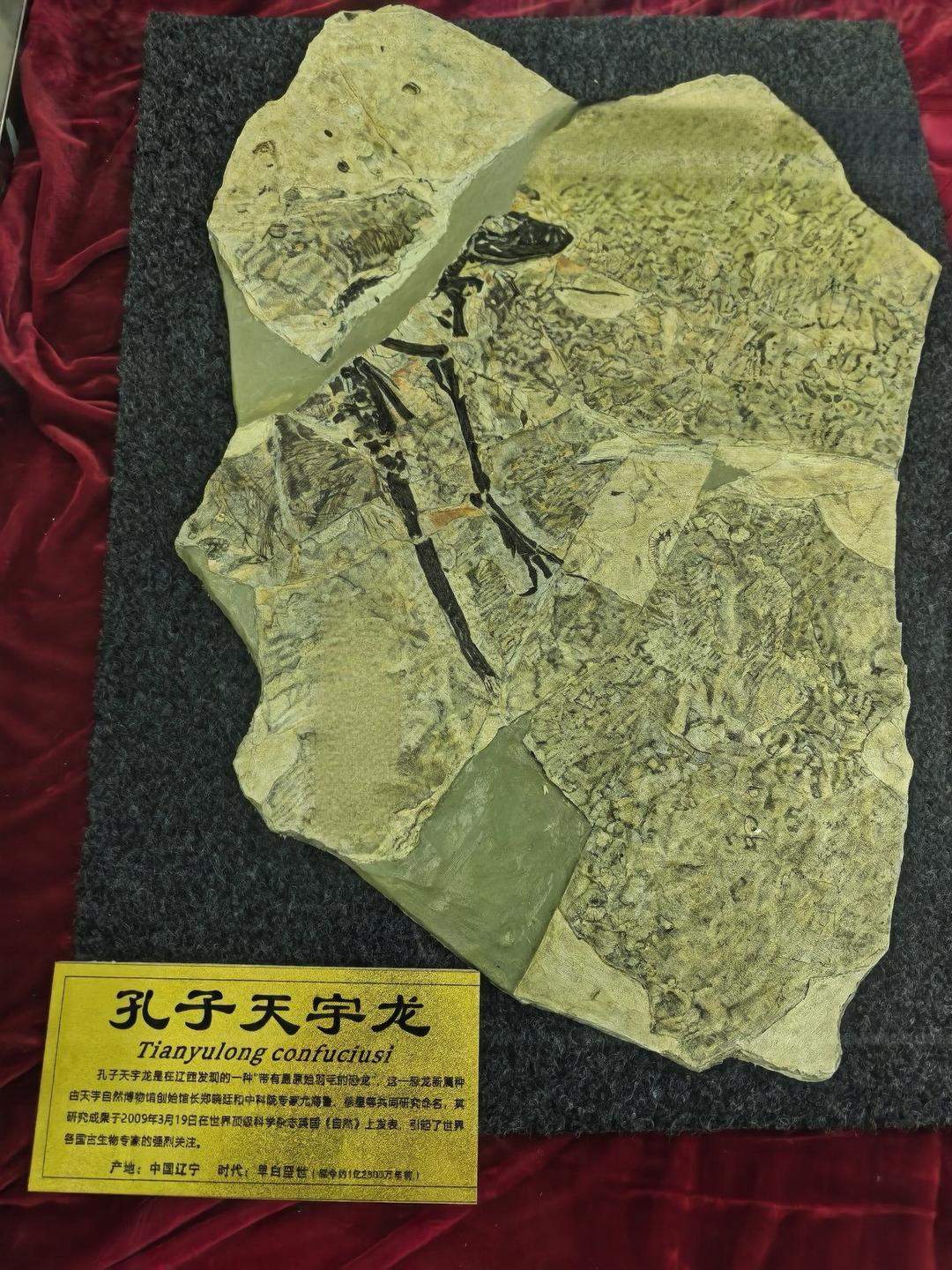 山东这个“隐藏款”博物馆 藏品规模碾压全球同类