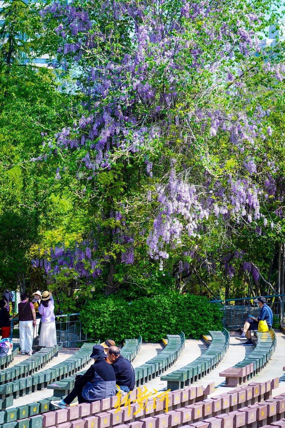 泉城解锁“紫色浪漫” 花海如瀑醉游人