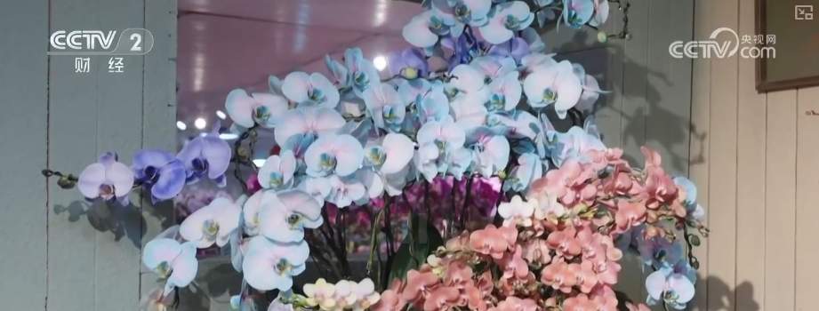 年宵花市开启“抢购模式” 小众品种成“当家花旦”购销两旺