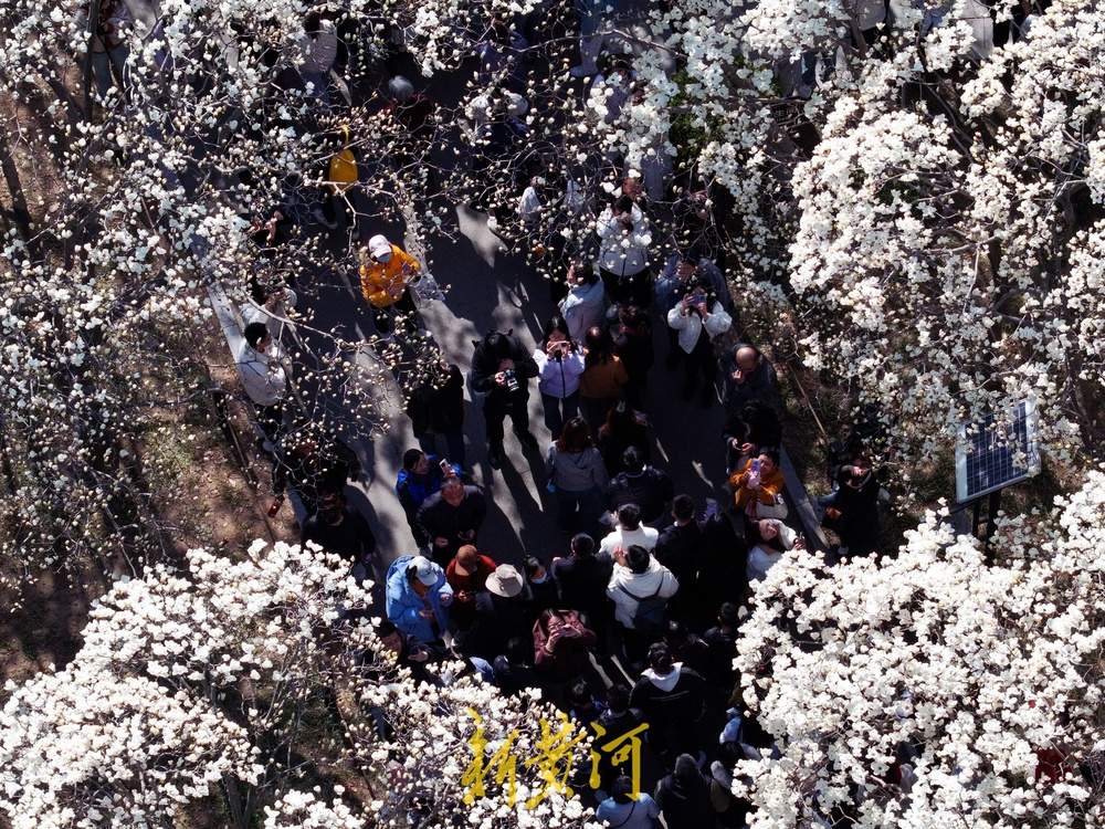又见玉兰花开！济南百花公园赏花热 
