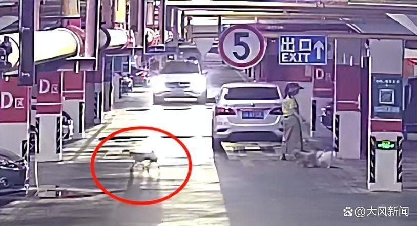 女子因狗窜入车底受伤持砖砸车砸人 边砸边喊“还我狗命”
