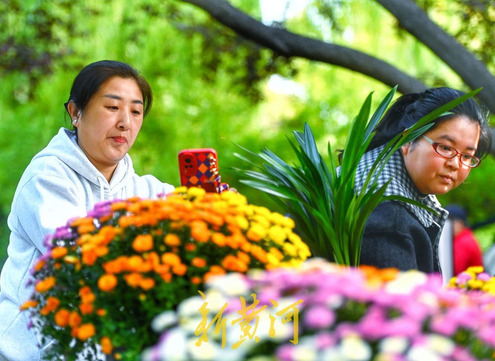 赏菊正当时 第46届趵突泉金秋菊展明日启幕