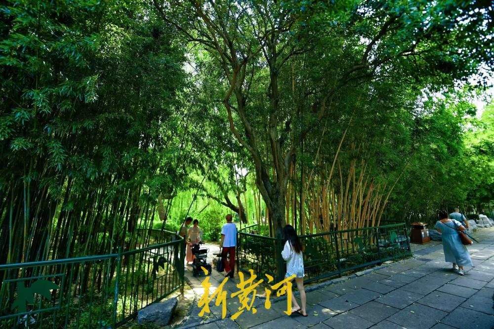绿荫藏幽境，趵突泉竹林解锁夏日清凉