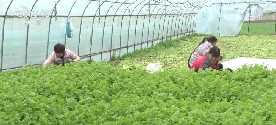 百姓“菜篮子”价优物丰四季安然 多举措有效保障春节供应