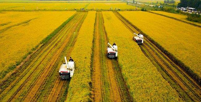 奋进在泉城沃野 奏响乡村振兴强音——深入学习贯彻习近平总书记视察山东重要讲话精神