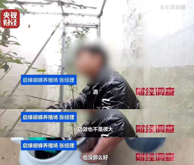 “杀人蜂”遭滥养 有人赚得盆满钵满 央视曝光