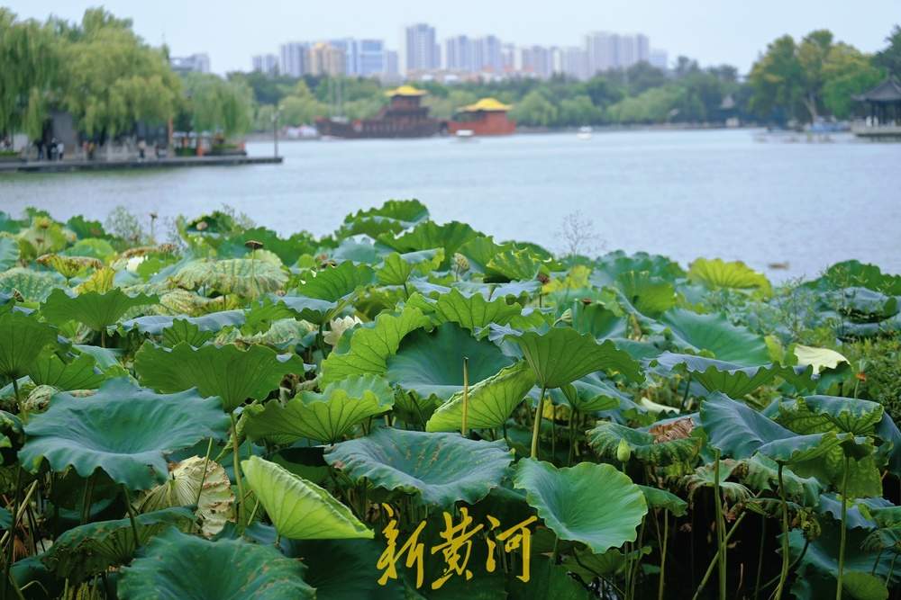 大明湖畔秋高气爽，游客驻足赏秋荷