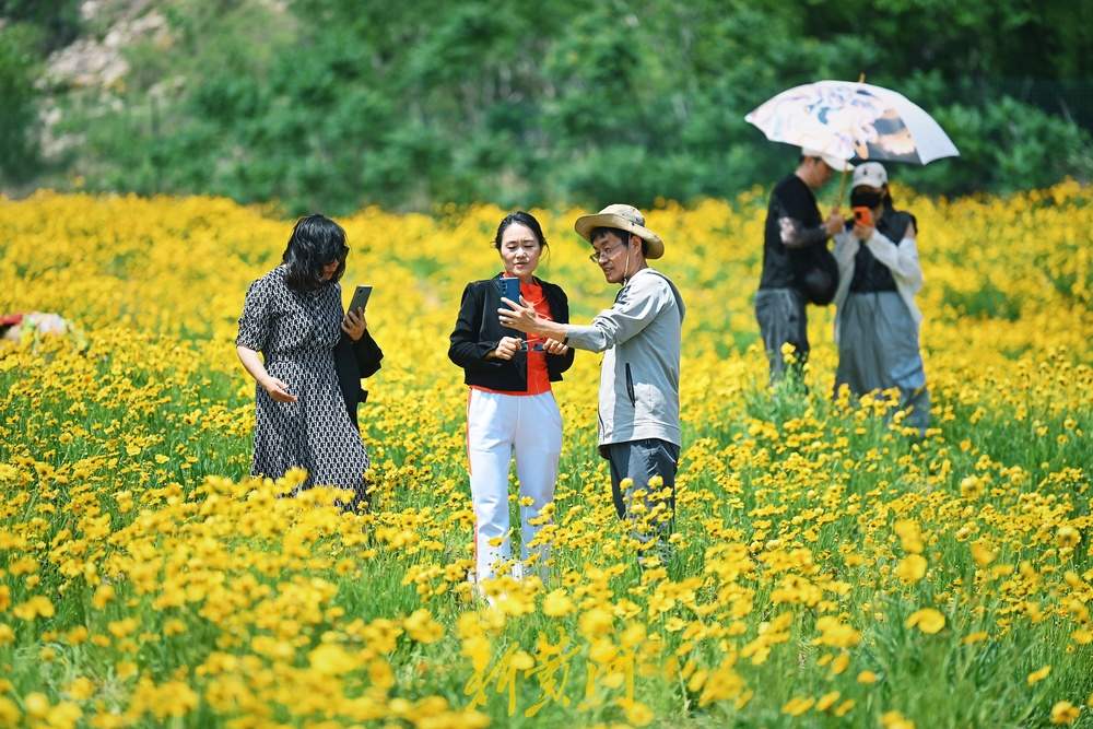 一年四季 泉在济南｜济南蚰蜒山下金菊盛放，游人徜徉花海争相打卡