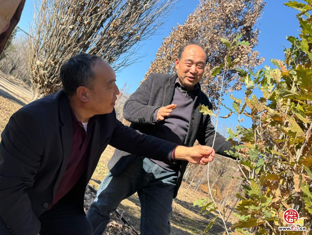 融媒·画像丨此生如橡树，风雨立青山——陈克伟的苗木人生