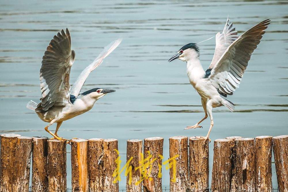 济南大明湖夜鹭翩跹，春意盎然绘就生态画卷