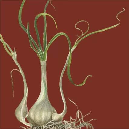 草木见证！这些野草野菜，陪红军走过长征
