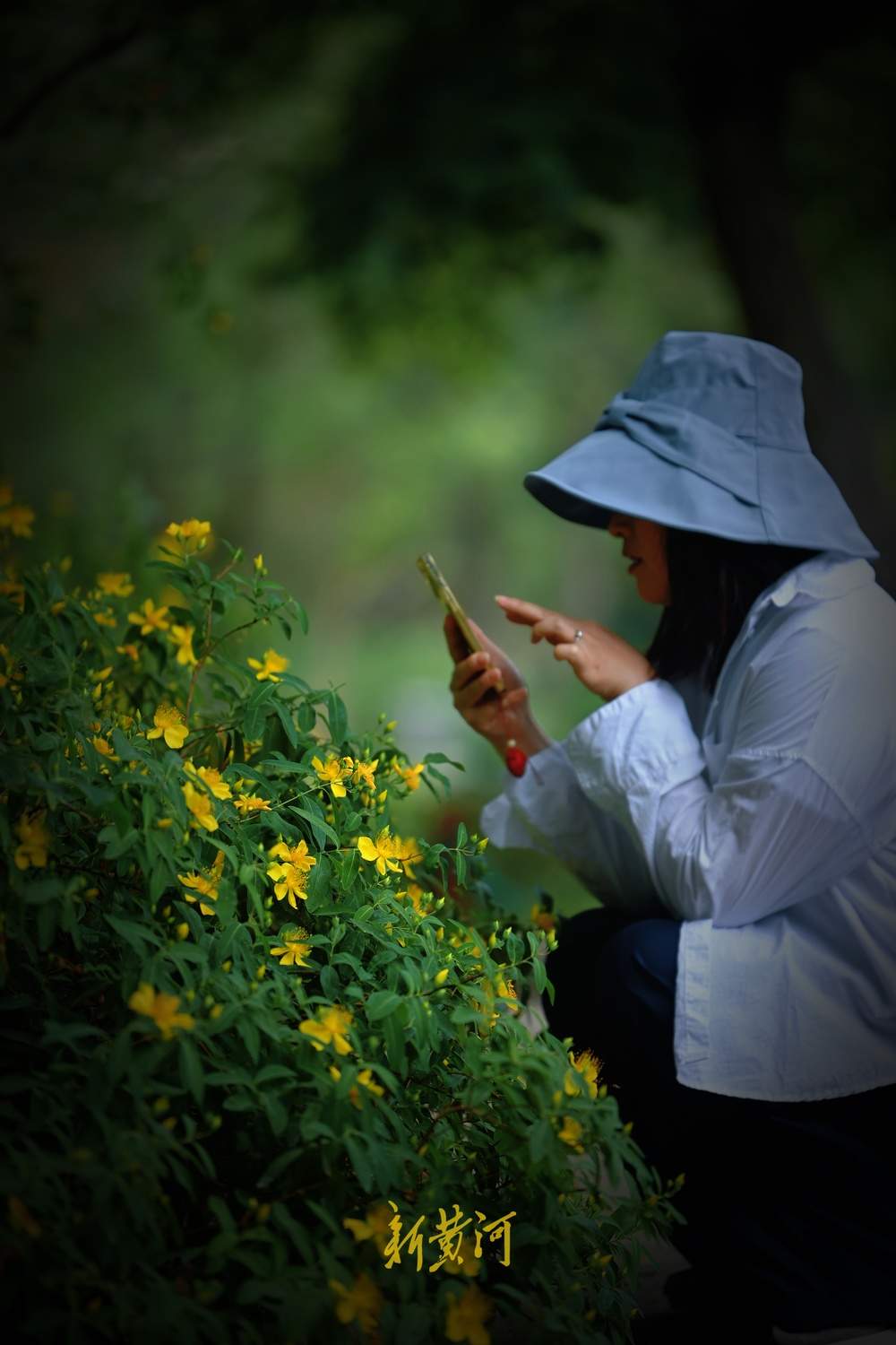 花蕊灿若金丝！济南泉城公园金丝桃花盛放
