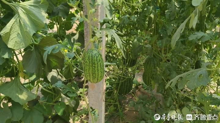 天气越热、销量越“热”，济南西瓜价格开始回升上涨
