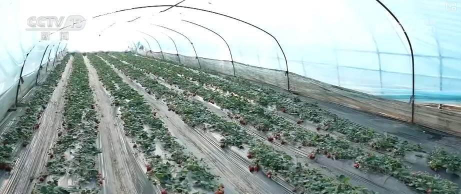 以“雪”为令迎“寒”而上 全力保畅通、护生产