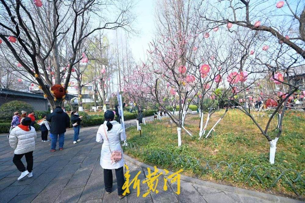 济南五龙潭泉畔红梅盛开，游人争相打卡享春光