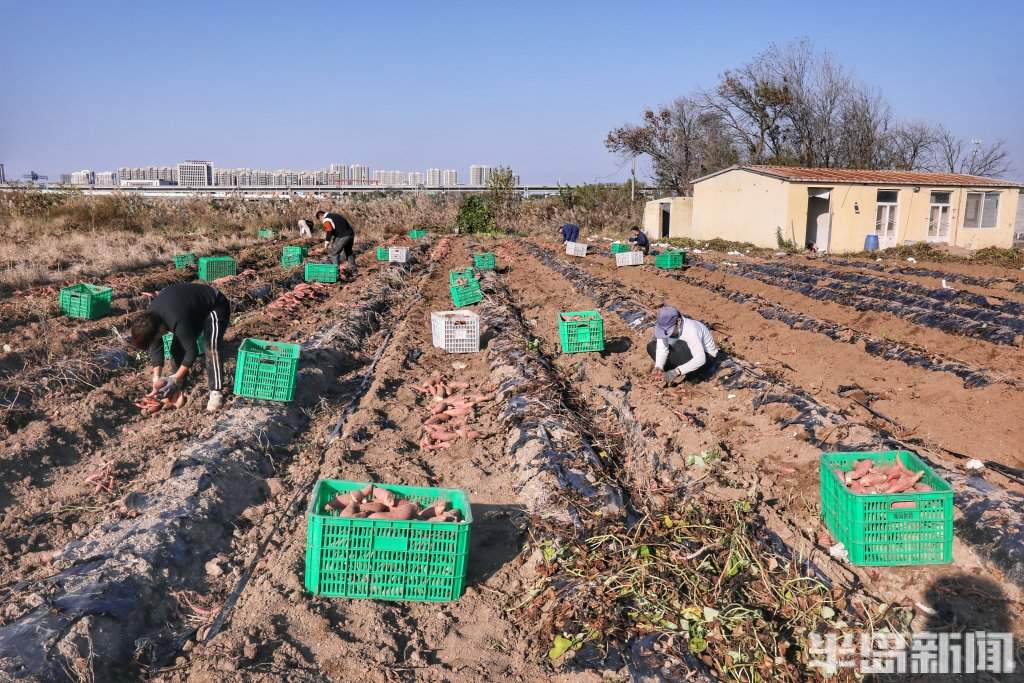 盐碱地上的“甜蜜”