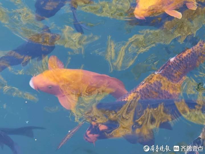 冬日济南珍珠泉，水清鱼美