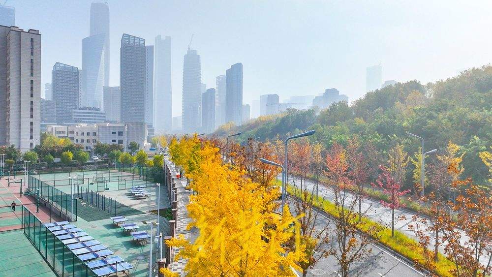 一年四季 泉在济南丨在济南CBD打卡深秋最美赏叶路