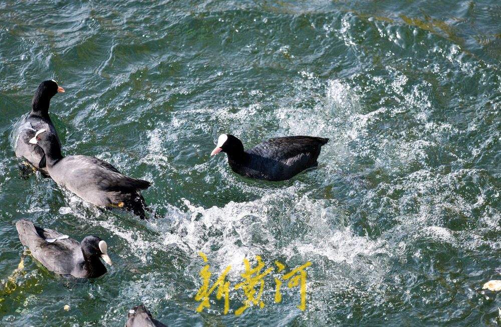 白骨顶鸡逐浪济南大明湖 保护动物见证泉城生态之美