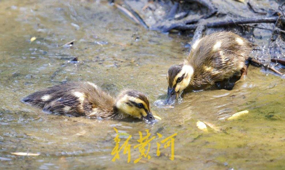1只鸭妈妈带9个“鸭宝宝”：济南夏日明湖“鸭”力十足