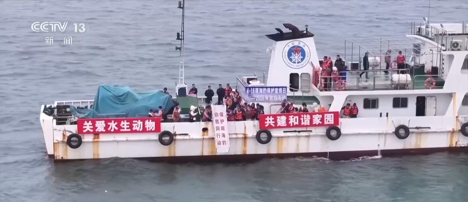 被放归后“赖”着不走 斑海豹娜娜为何仍需真正回归海洋