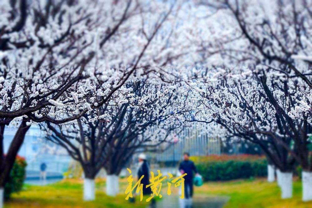 春寒料峭杏花俏，雨中赏花添诗意