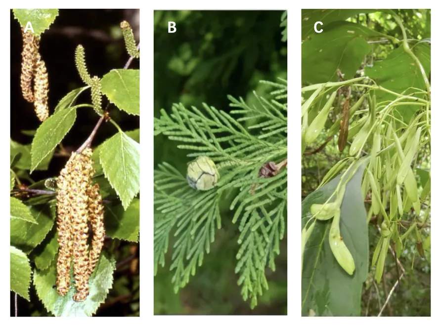 春季花粉过敏面面观