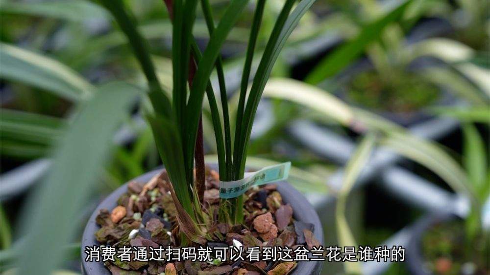 新华视点｜科技赋能 特色产业助力乡村振兴