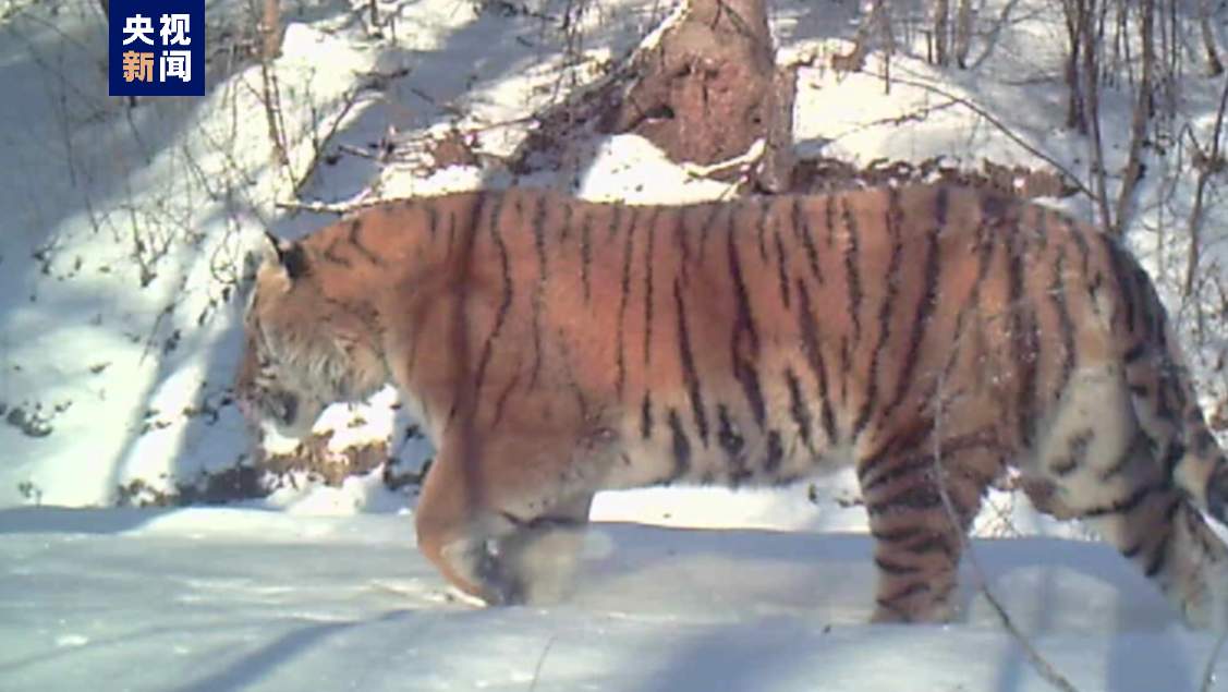 “完达山一号”可能已“脱单”！东北虎种群也有新喜讯