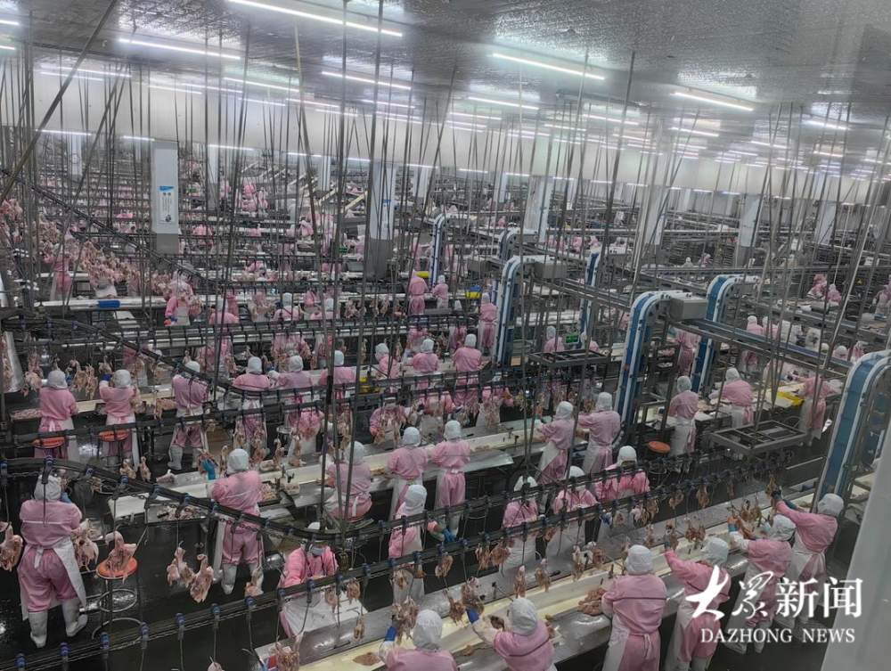肉鸡日屠宰量占全国八分之一，山东这个村何以领跑肉鸡产业链