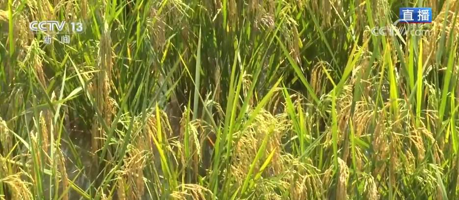 新模式打造新“稻”路 “水稻+”绘就希望的田野好“丰”景