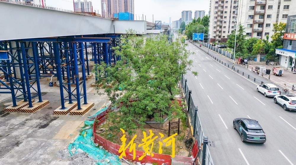 百年古树与高架相伴，守望城市新脉动