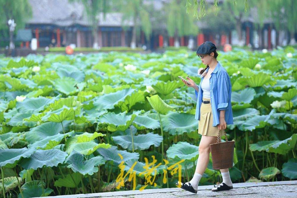 一年四季 泉在济南丨初秋明湖雨荷打卡 泉城美景入画来